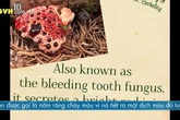 10 loại cây khác thường 10 loại cây khác thường